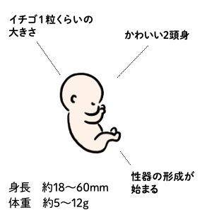 赤ちゃんの様子（妊娠8～11週）