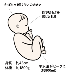 妊娠8ヶ月
