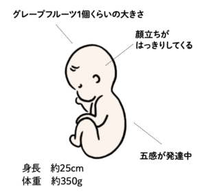 妊娠6ヶ月