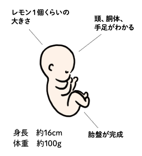 赤ちゃんの様子（妊娠12～15週）