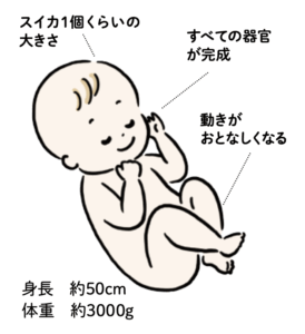 妊娠10ヶ月