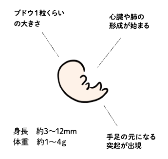 赤ちゃんの様子（妊娠4〜7週）