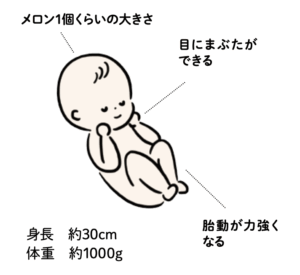 妊娠7ヶ月