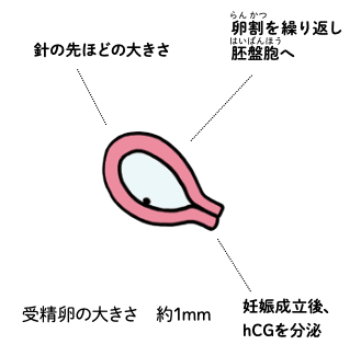 赤ちゃんの様子（妊娠0～3週）