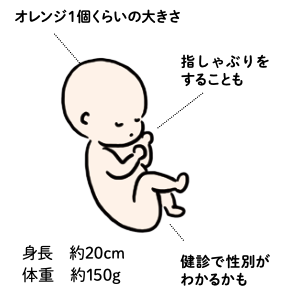 赤ちゃんの様子（妊娠16～19週）