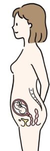 お母さんの様子（妊娠16～19週）
