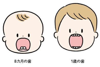 8カ月と1歳の歯